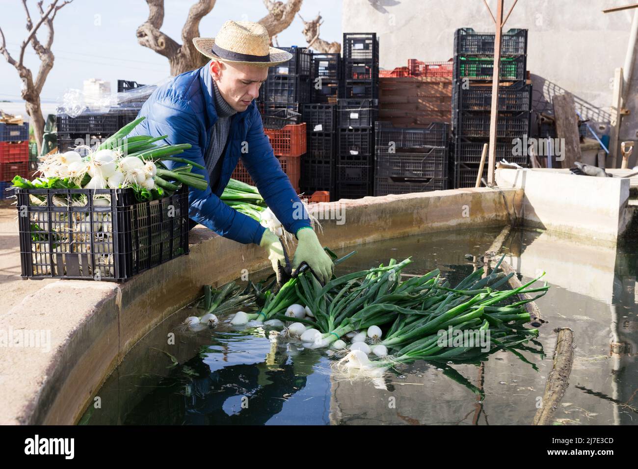 Farmer lavaggio cipolle verdi raccolte di fresco Foto Stock