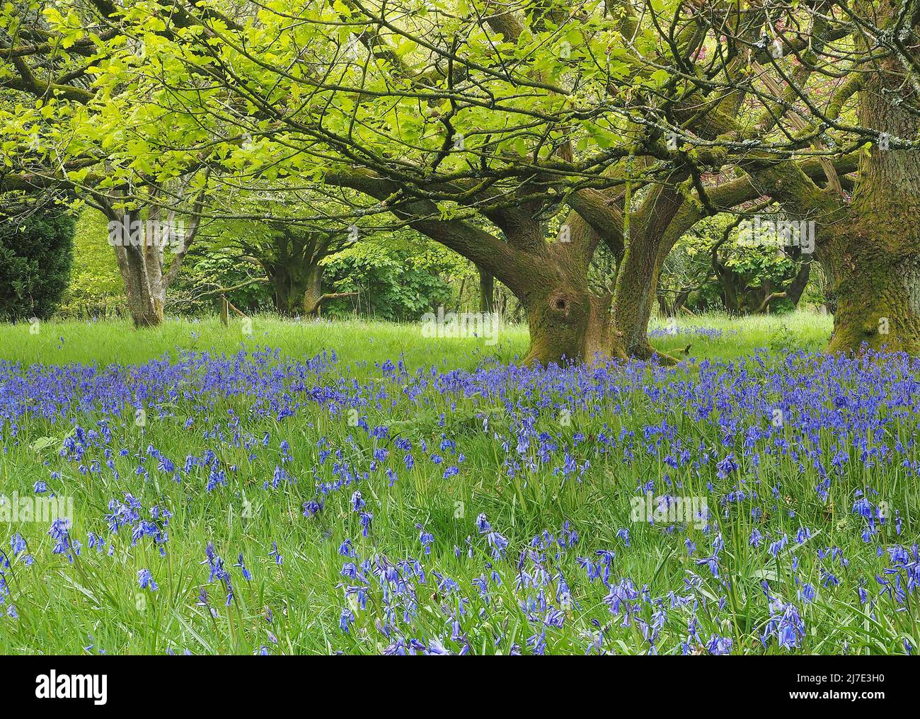 Bluebells inglesi nativi ((Hyacinthoides non-scripta) che crescono nel bosco a foglia larga all'inizio di maggio in Lancashire Foto Stock