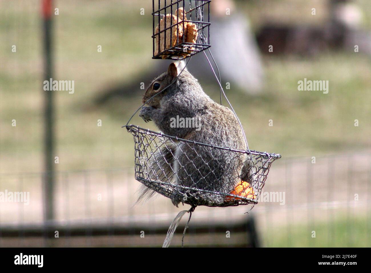 Uno scoiattolo grigio siede in un cestino, mangiando il pane Foto Stock