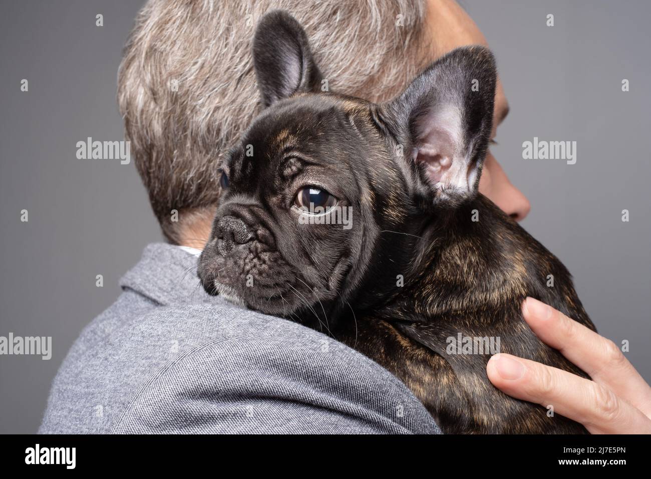 Uomo che abbraccia una giovane femmina Puppy di un Bulldog francese. Concetto di cura, allevamento di animali. Primo piano Foto Stock