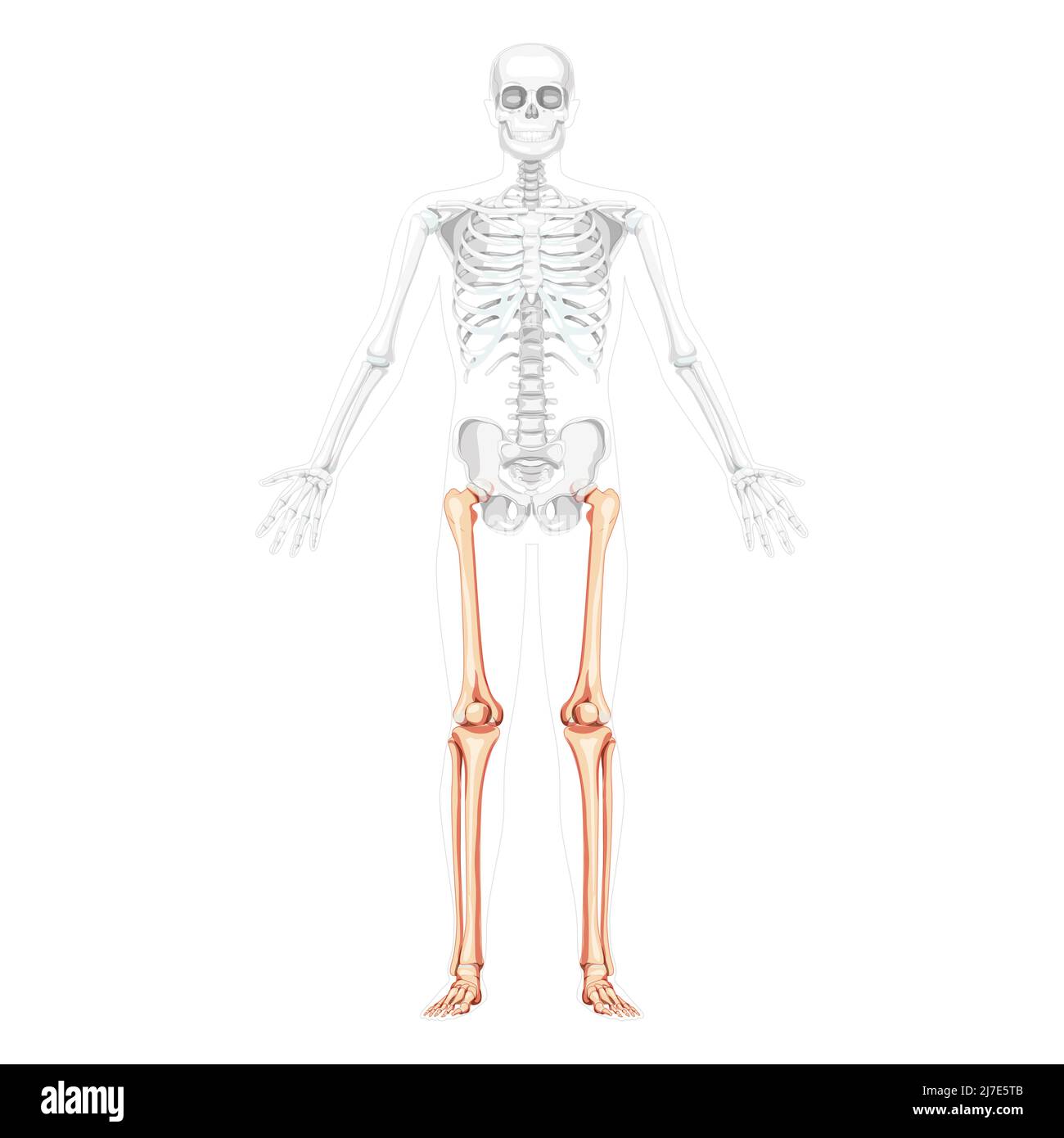 Scheletro cosce e gambe arto inferiore Vista frontale umana con posizione delle ossa parzialmente trasparente. Fibula anatomicamente corretta, tibia, piede realistico concetto piatto illustrazione vettoriale di anatomia isolata Illustrazione Vettoriale