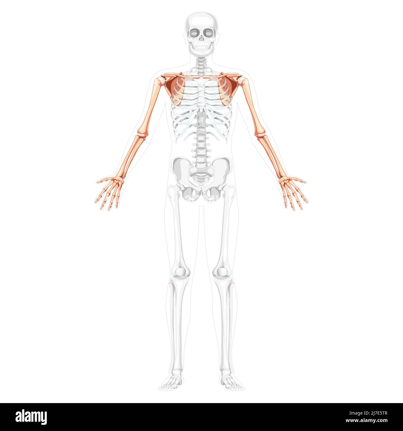 Scheletro arto superiore braccia con cintura a spalla Vista frontale umana con due braccia pose con ossa trasparenti. Avambracci immagine vettoriale piatta realistica dell'anatomia isolata su sfondo bianco Illustrazione Vettoriale