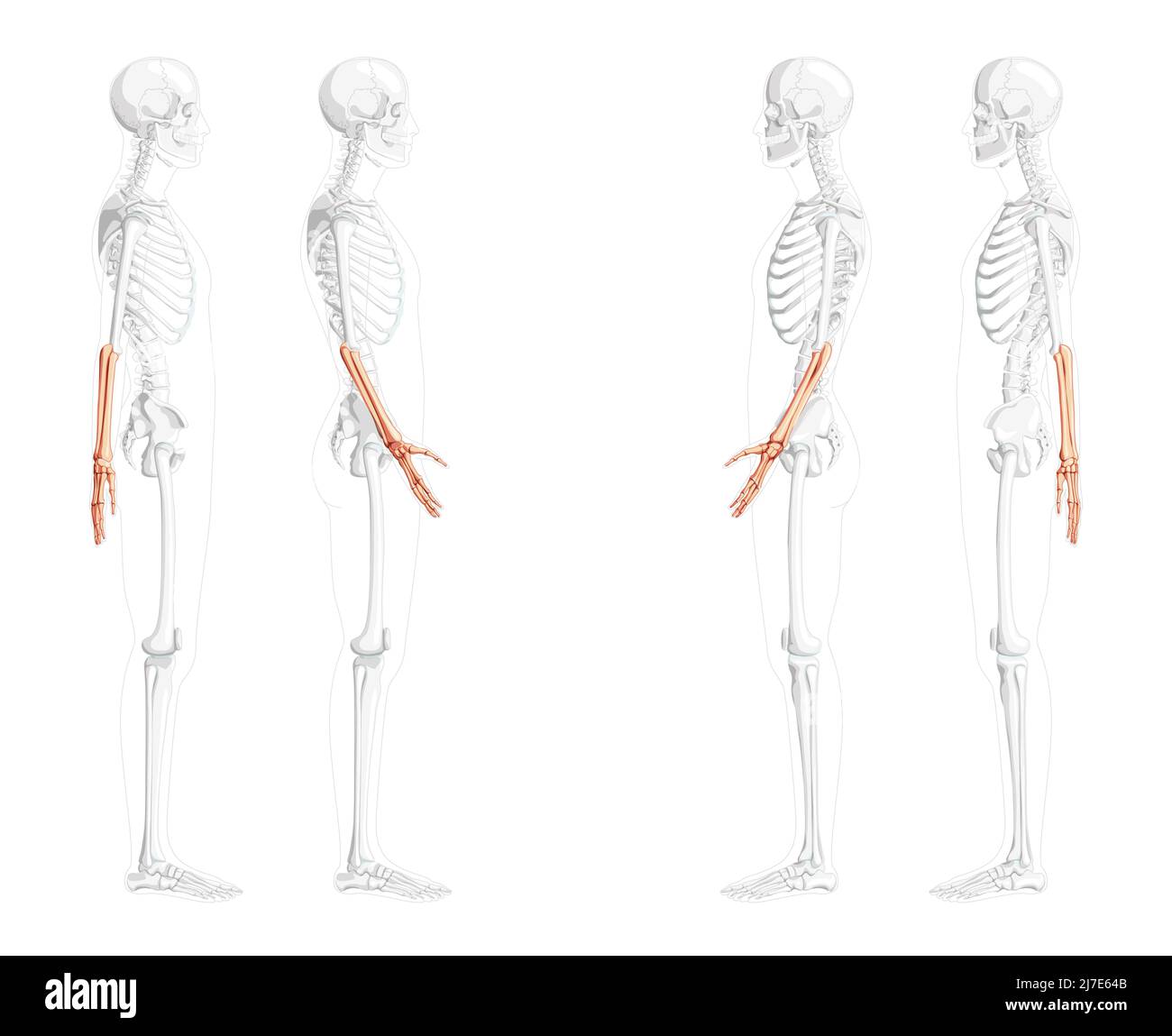 Scheletro degli avambracci ulna umana, vista laterale lato mano con posizione delle ossa parzialmente trasparente. Set di colori naturali piatti realistici immagine vettoriale dell'anatomia isolata su sfondo bianco Illustrazione Vettoriale