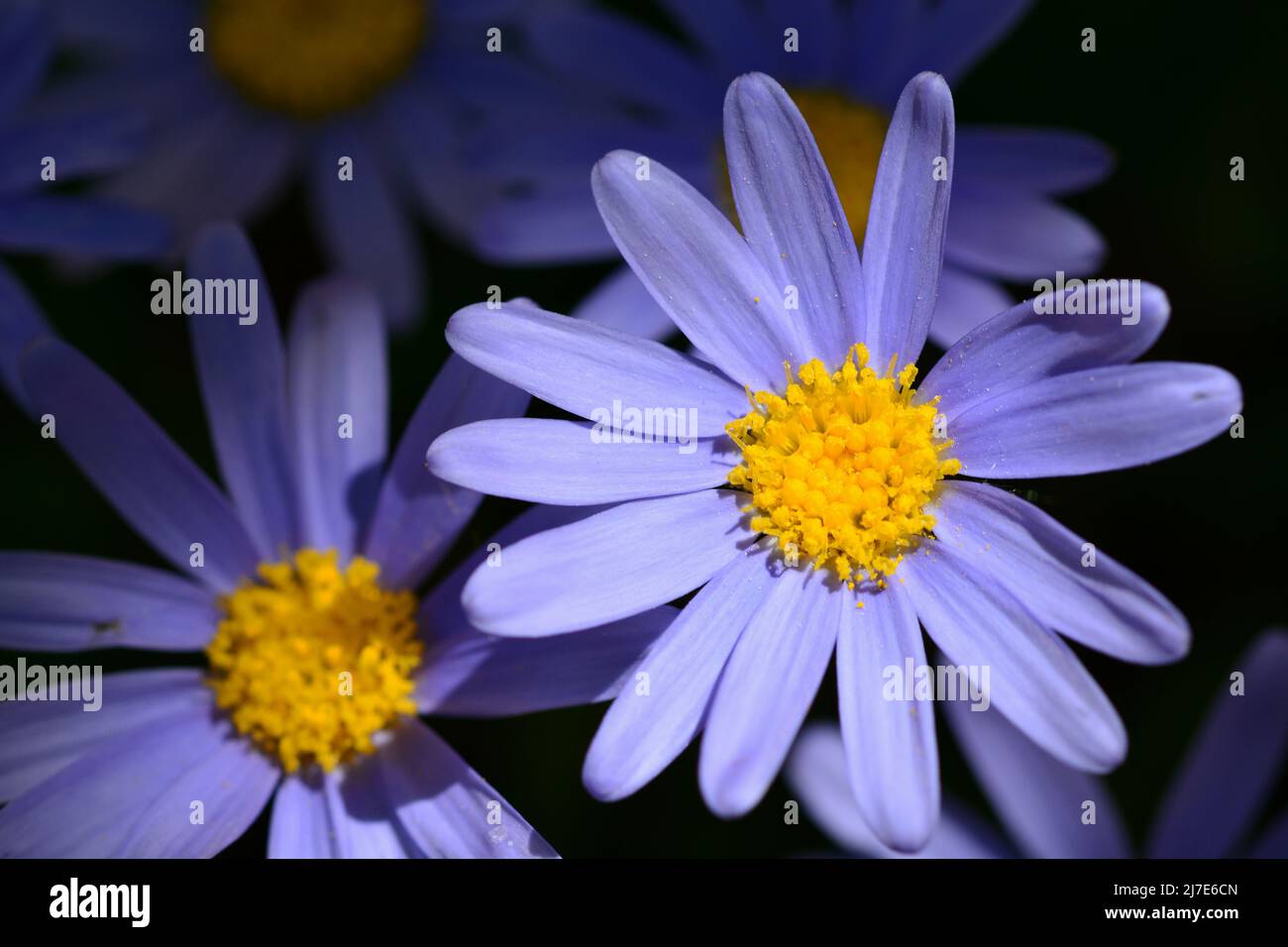 Margaritas azules, Felicia amelloides, en primavera Foto Stock