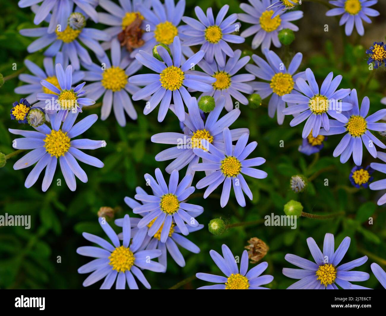 Margaritas azules, Felicia amelloides, en primavera Foto Stock