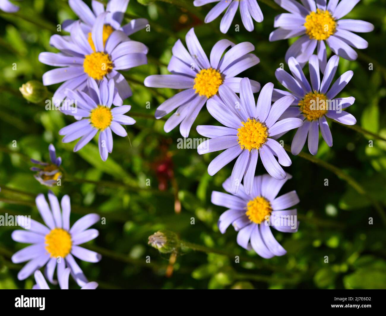 Margaritas azules, Felicia amelloides, en primavera Foto Stock