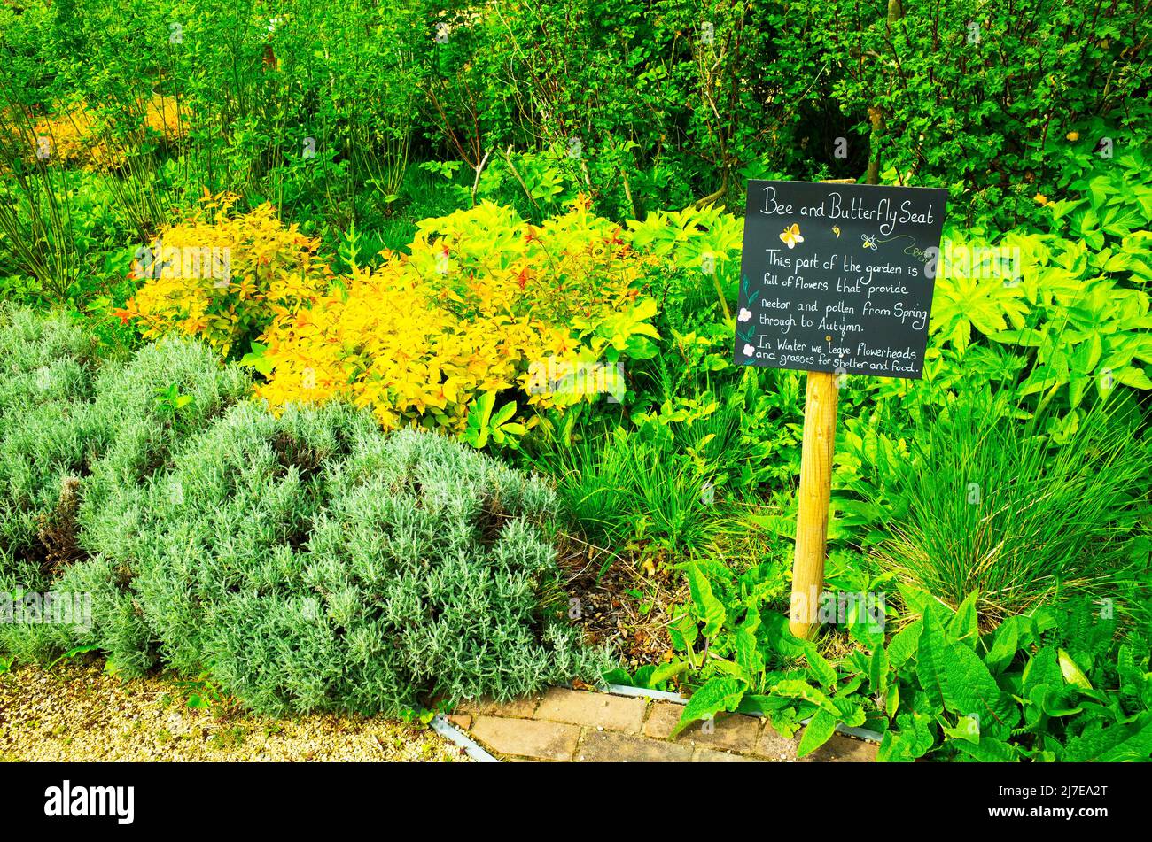 Nel giardino murato di Kirkleatham una mostra di fiori destinati ad attrarre farfalle e api dalla primavera all'autunno Foto Stock