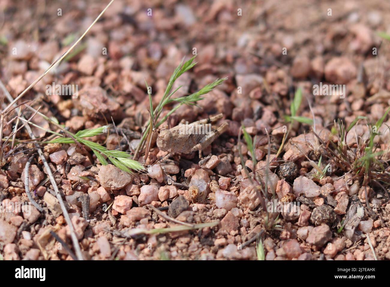 Grasshopper ninfa o Trimerotropis tra un po 'di erba e rocce in un cantiere a Payson, Arizona. Foto Stock