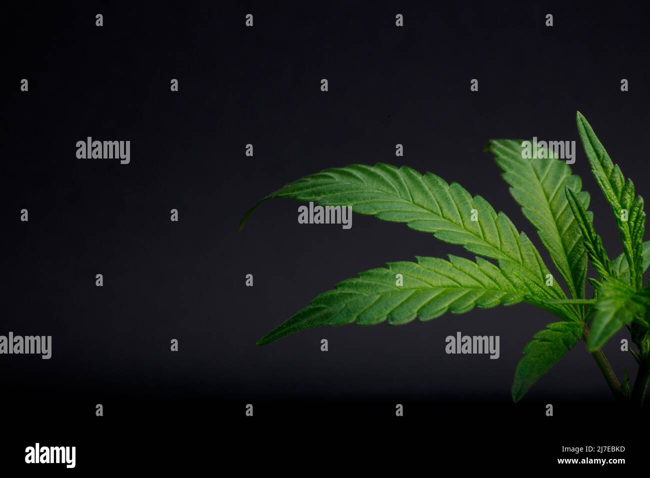 Coltivazione di cannabis indica, sfondo verde, foglie di marijuana, piante verdi di marijuana, canapa CBD, coltivazione di cannabis, copyspace Foto Stock