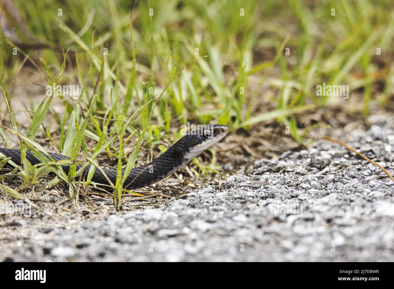 Black Racer Snake scivola fuori dall'erba Foto Stock