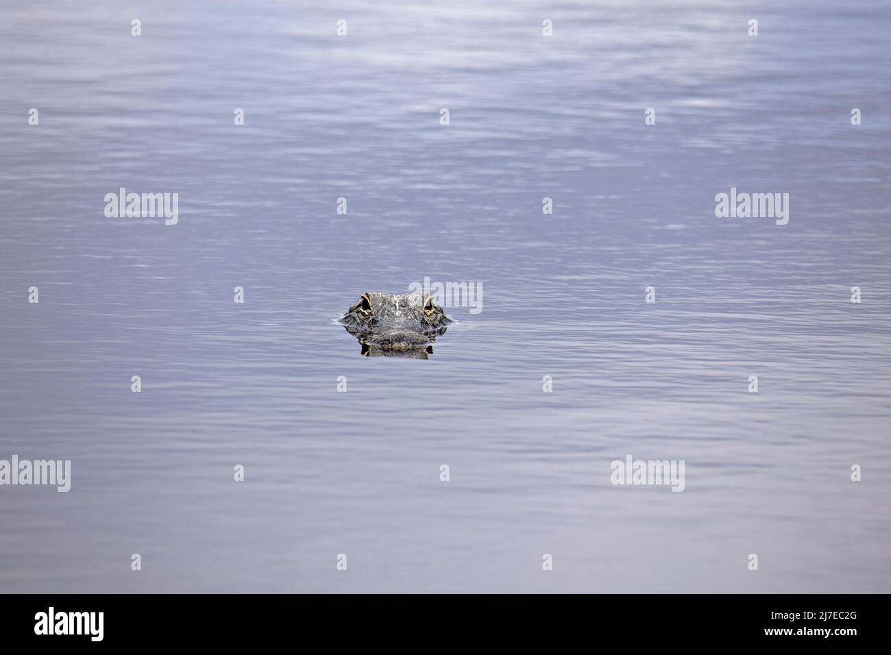 Florida Gator con la sua testa sopra l'acqua guardando la fotocamera Foto Stock