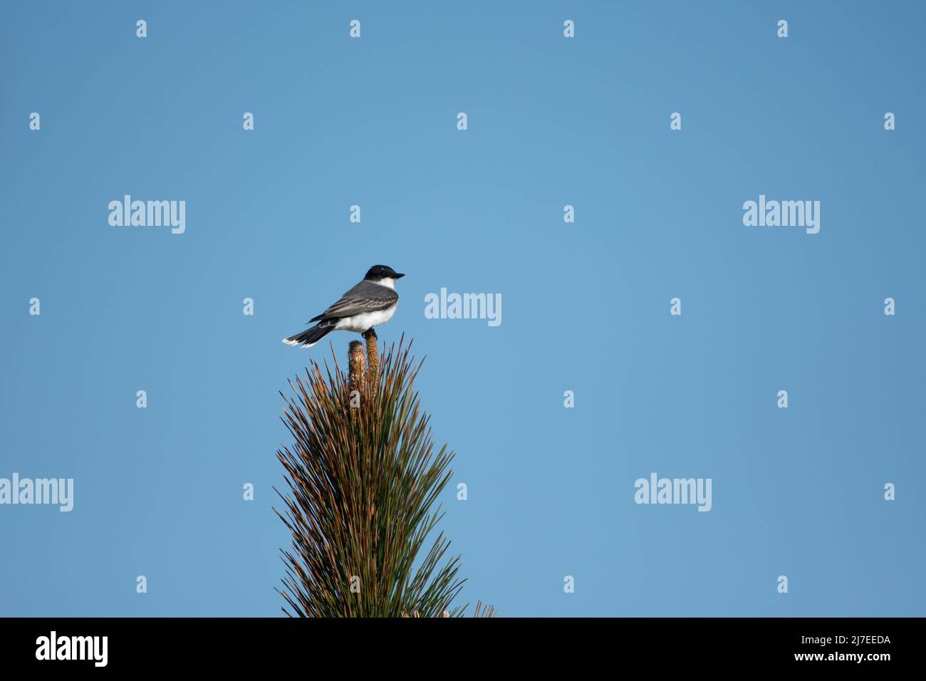 Kingbird orientale che si trova a Cupsodue Beach, New York Foto Stock