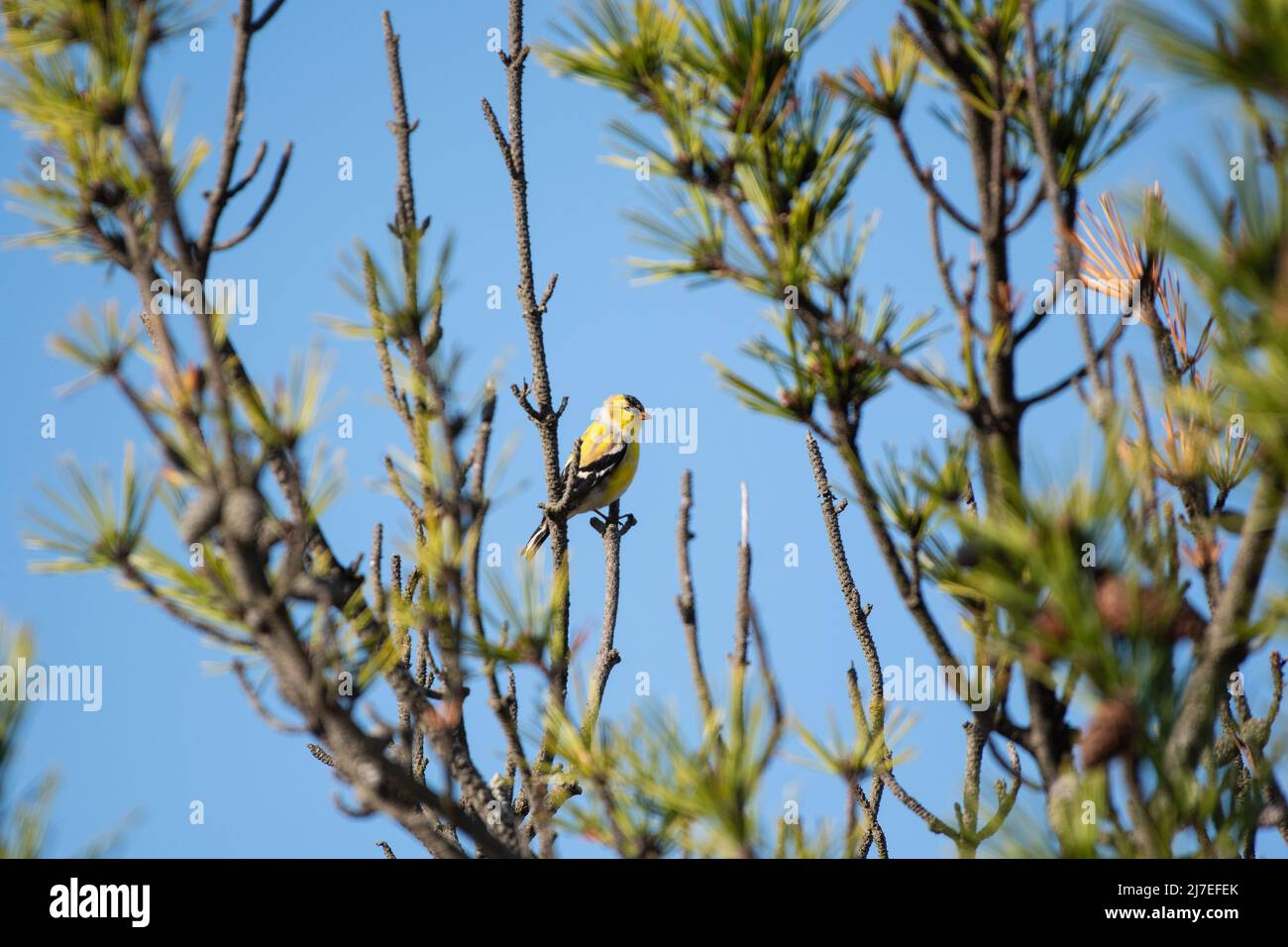 American Goldfinch Perching Foto Stock