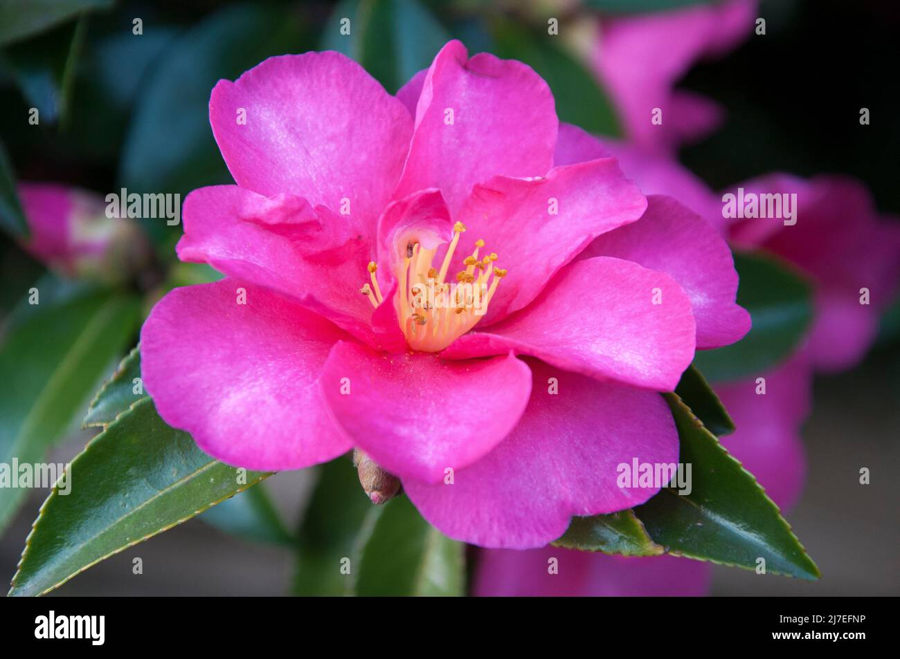 Camellia in fiore a Scottsdale, Tasmania, Australia Foto Stock