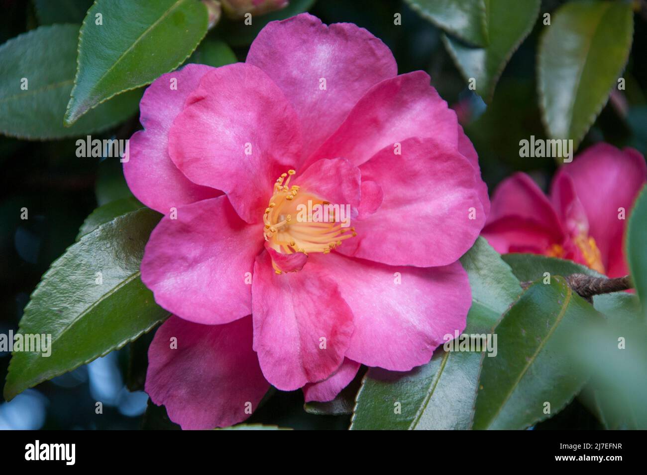Camellia in fiore a Scottsdale, Tasmania, Australia Foto Stock