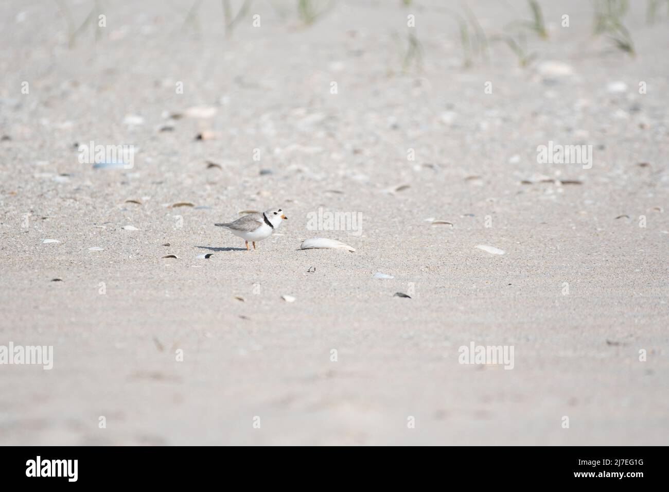 Piping Plover a New York Beach Foto Stock