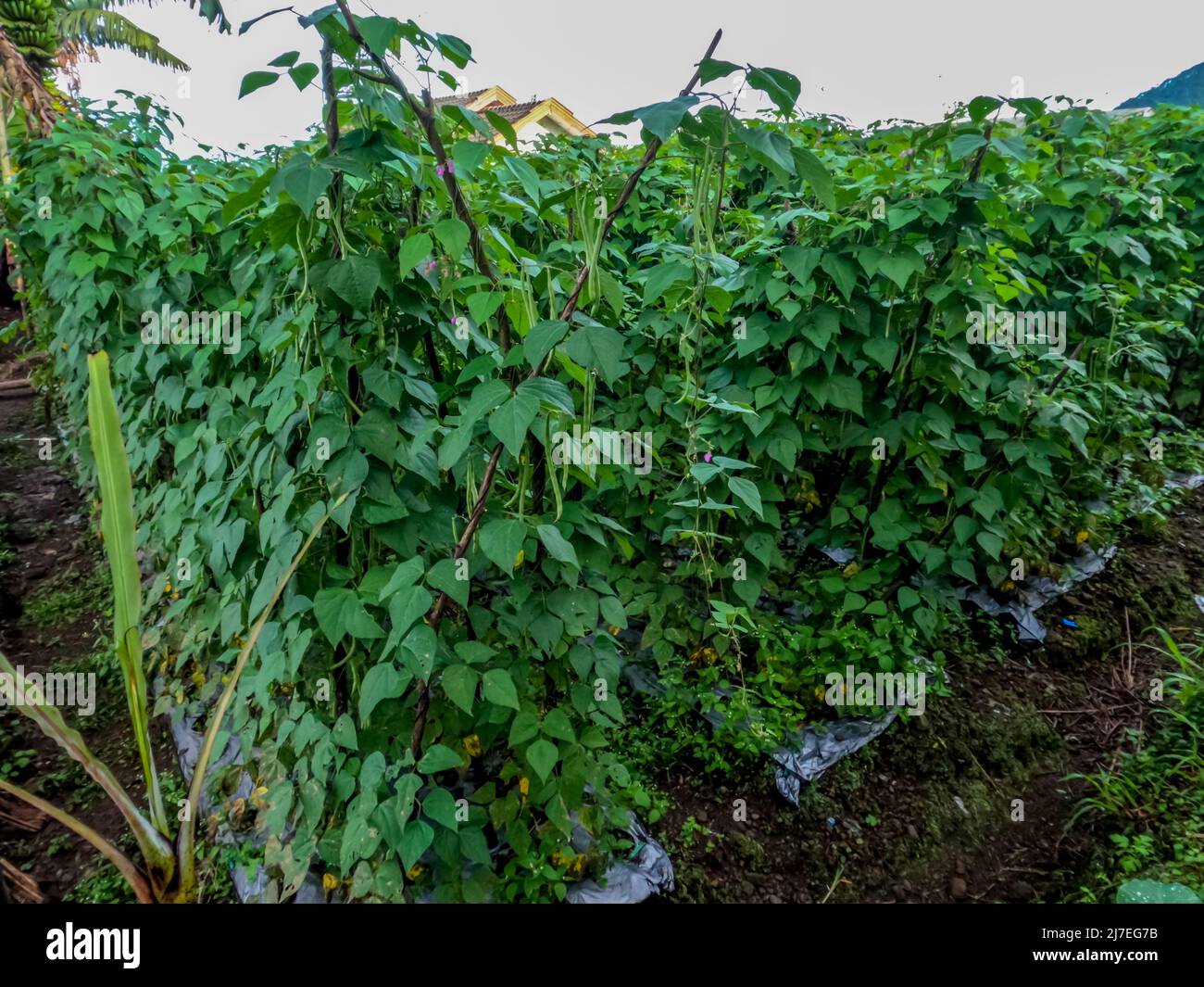 Pianta di fagioli coltivata nel cortile della casa, prospera nel giusto habitat e cura adeguata, coltivata nel cortile della casa in campagna Foto Stock