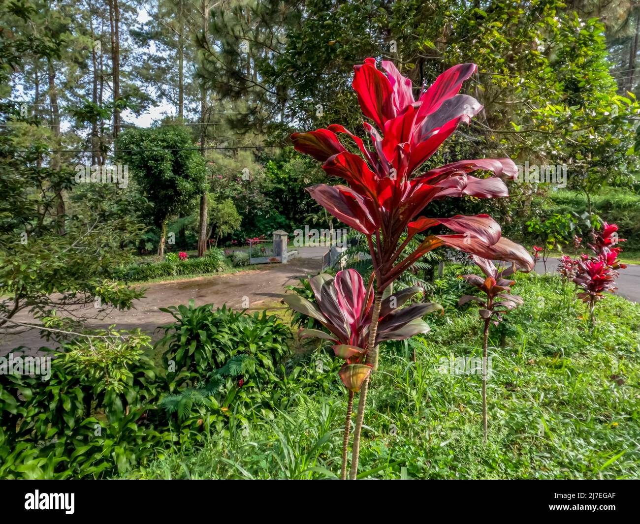 Pianta di palma-giglio a foglia larga che ha attraenti foglie a motivi rossi e verdi, piantate sul lato della strada, come una decorazione di strada del villaggio Foto Stock