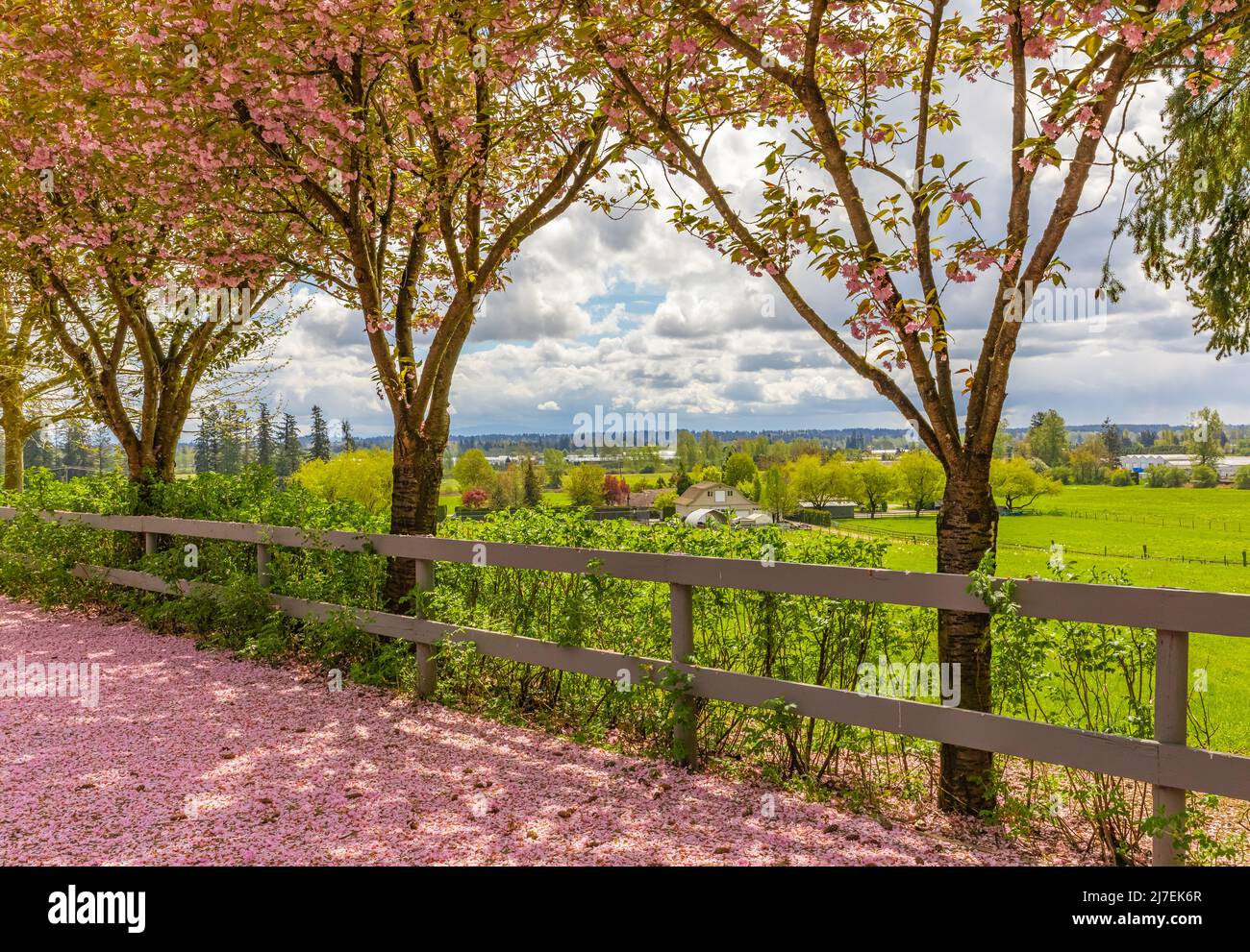Vista panoramica di Springtime di un percorso Street Garden fiancheggiato da splendidi alberi di ciliegio in Blossom. Foto di strada, nessuno, fuoco selettivo Foto Stock