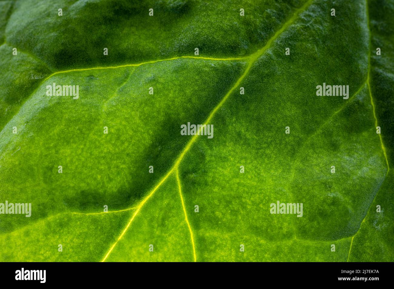 Motivo di texture verde a foglia per sfondo primaverile. Primo piano della texture delle foglie verdi Foto Stock