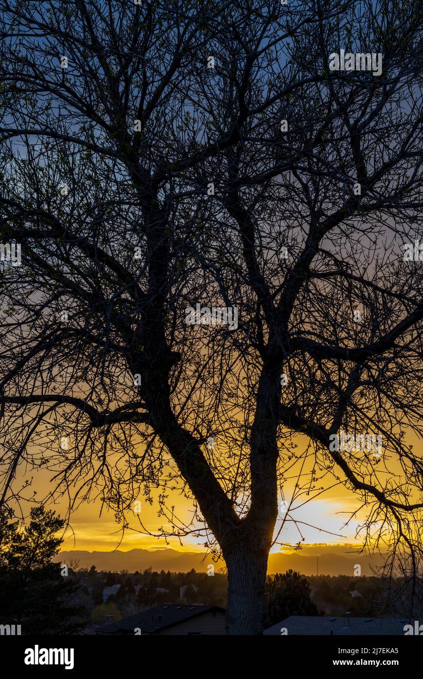 Un tramonto di primavera incredibilmente bello contro i rami dell'albero ad Aurora, Colorado Foto Stock