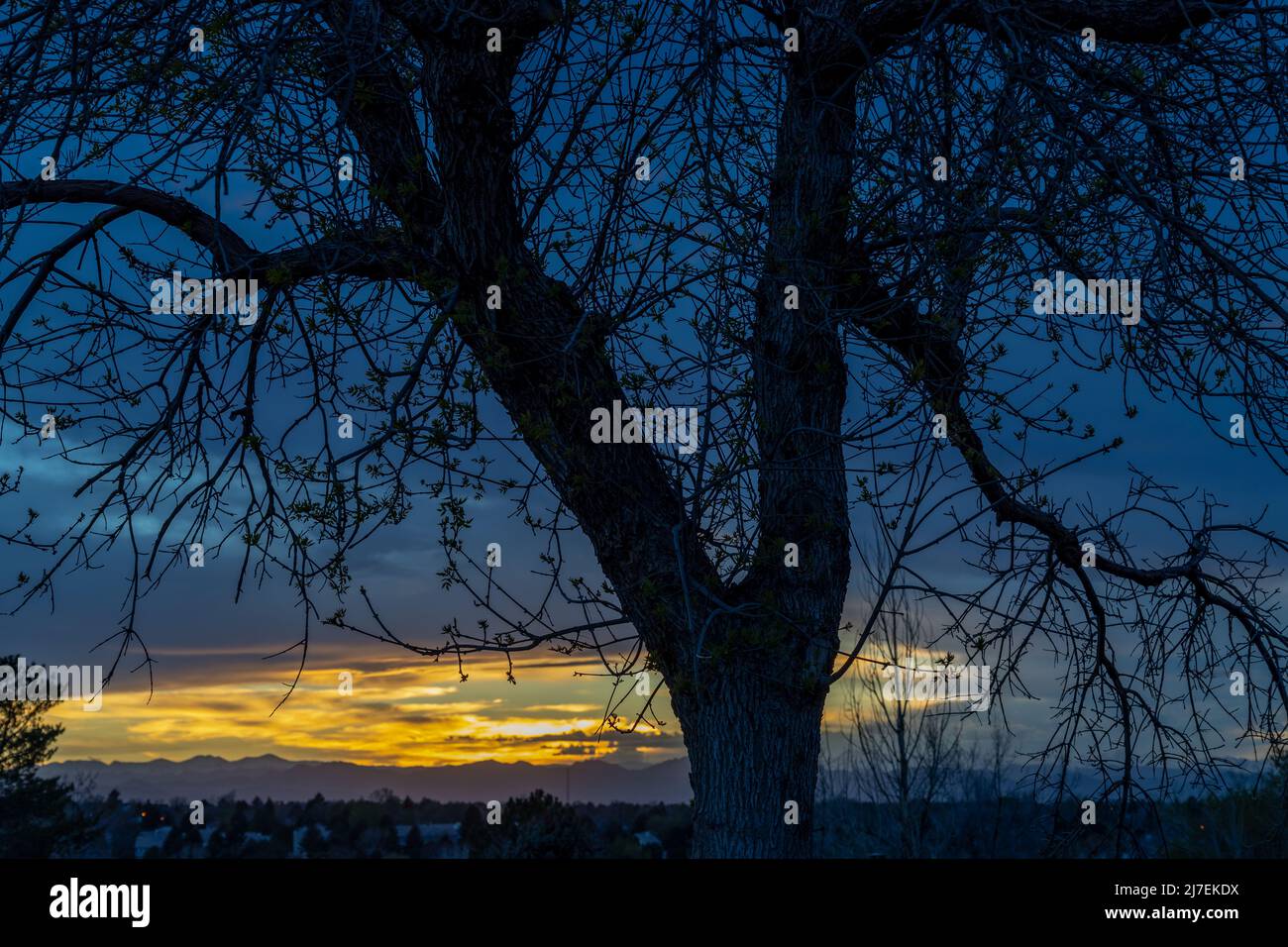 Un tramonto di primavera incredibilmente bello contro i rami dell'albero ad Aurora, Colorado Foto Stock