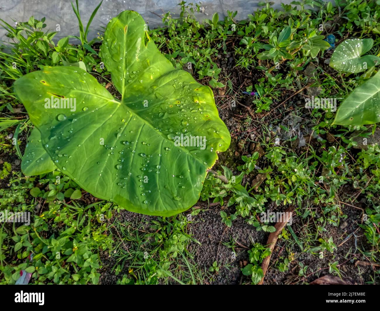 La pianta di Taro che cresce sul lato della strada ha ampie e sottili foglie verdi, belle condizioni naturali rurali Foto Stock