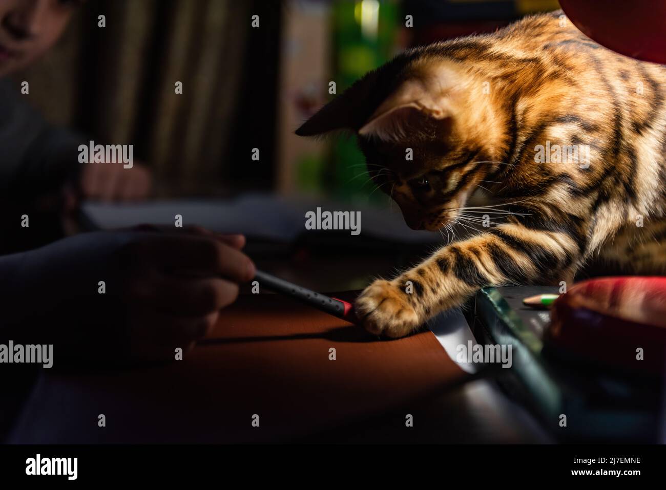 Ritratto di un gattino bengala giocoso Foto Stock