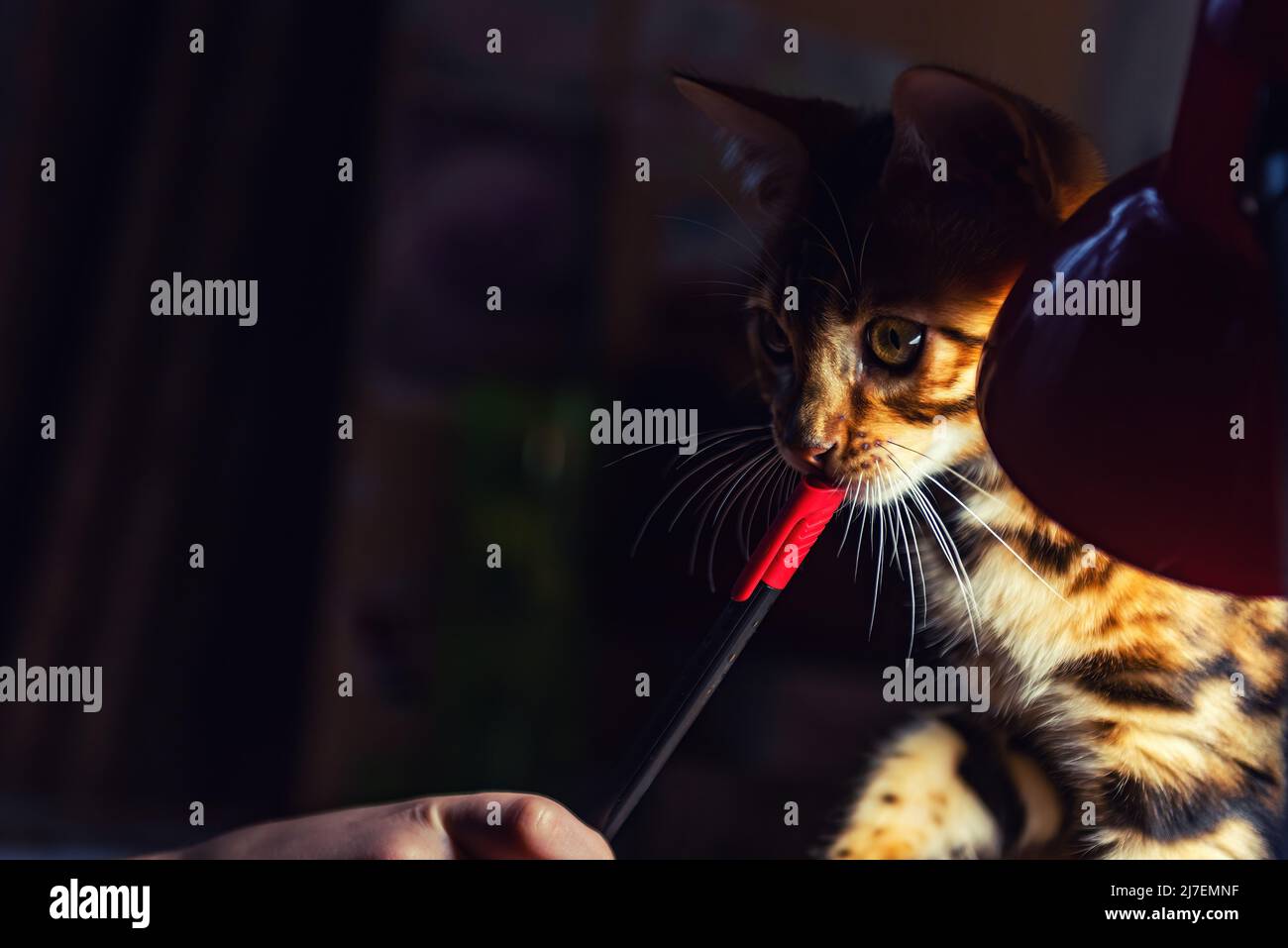 Ritratto di un gattino bengala giocoso Foto Stock