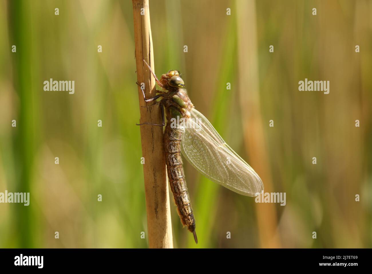 Una nuova Hairy Dragonfly emersa, Brachytron pratense, che si aggancia su una canna che cresce al bordo di un laghetto. Foto Stock
