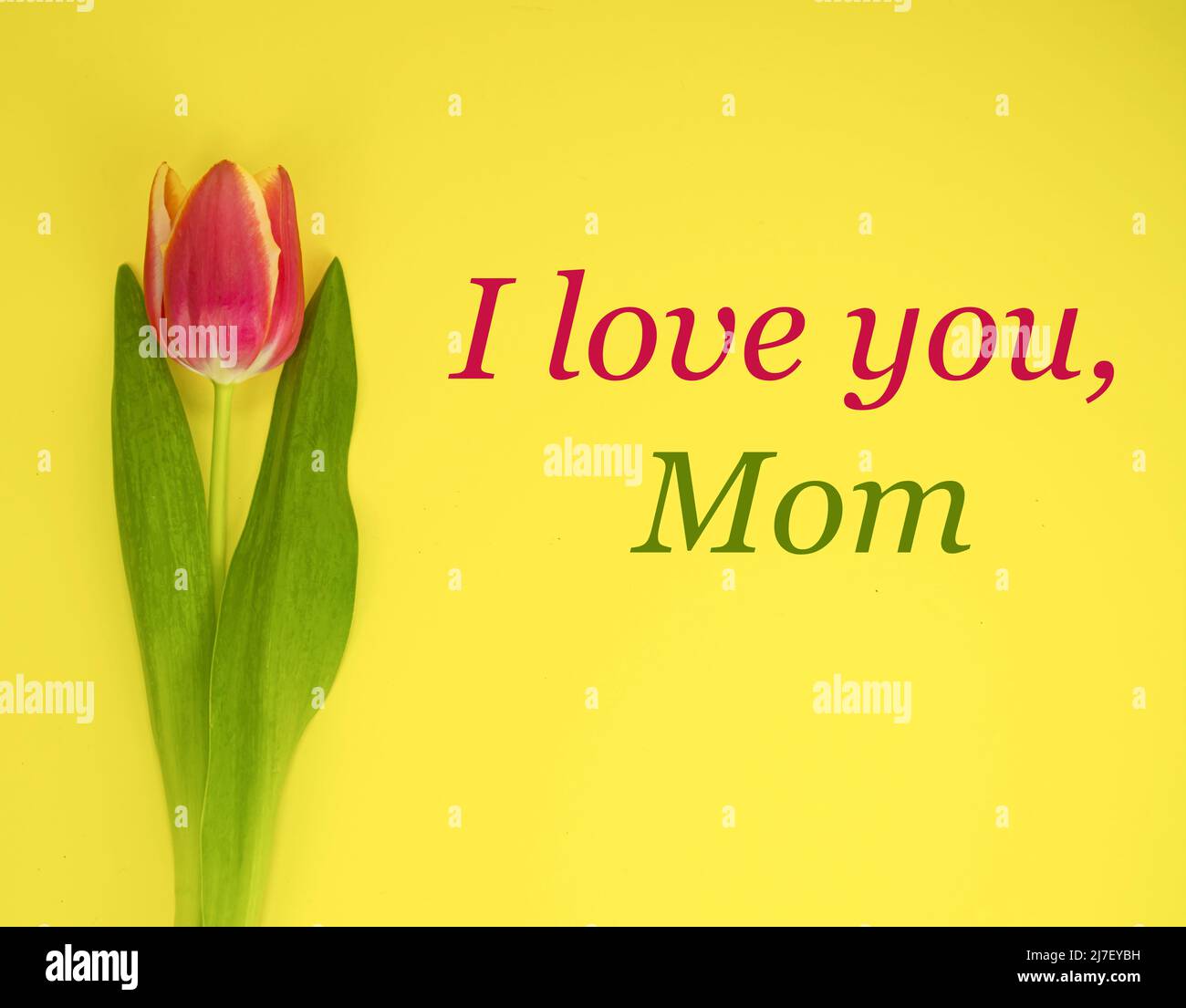 Tulipano rosso-giallo su sfondo giallo e testo ti AMO MOM. Foto Stock