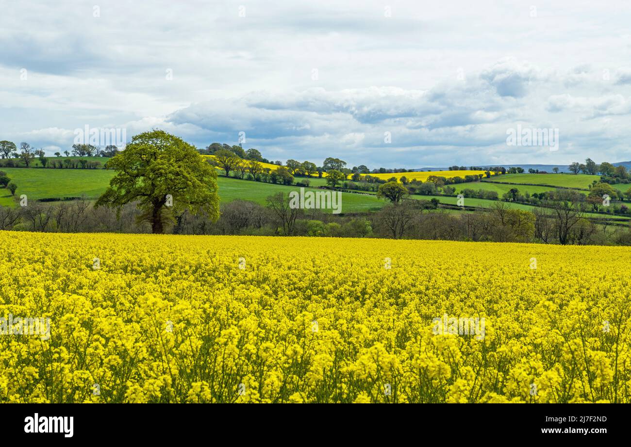 Un campo di semi di colza giallo brillante vicino al villaggio di Llanfihangell tal-Y-Llyn vicino a Brecon in Powys Galles del sud Foto Stock