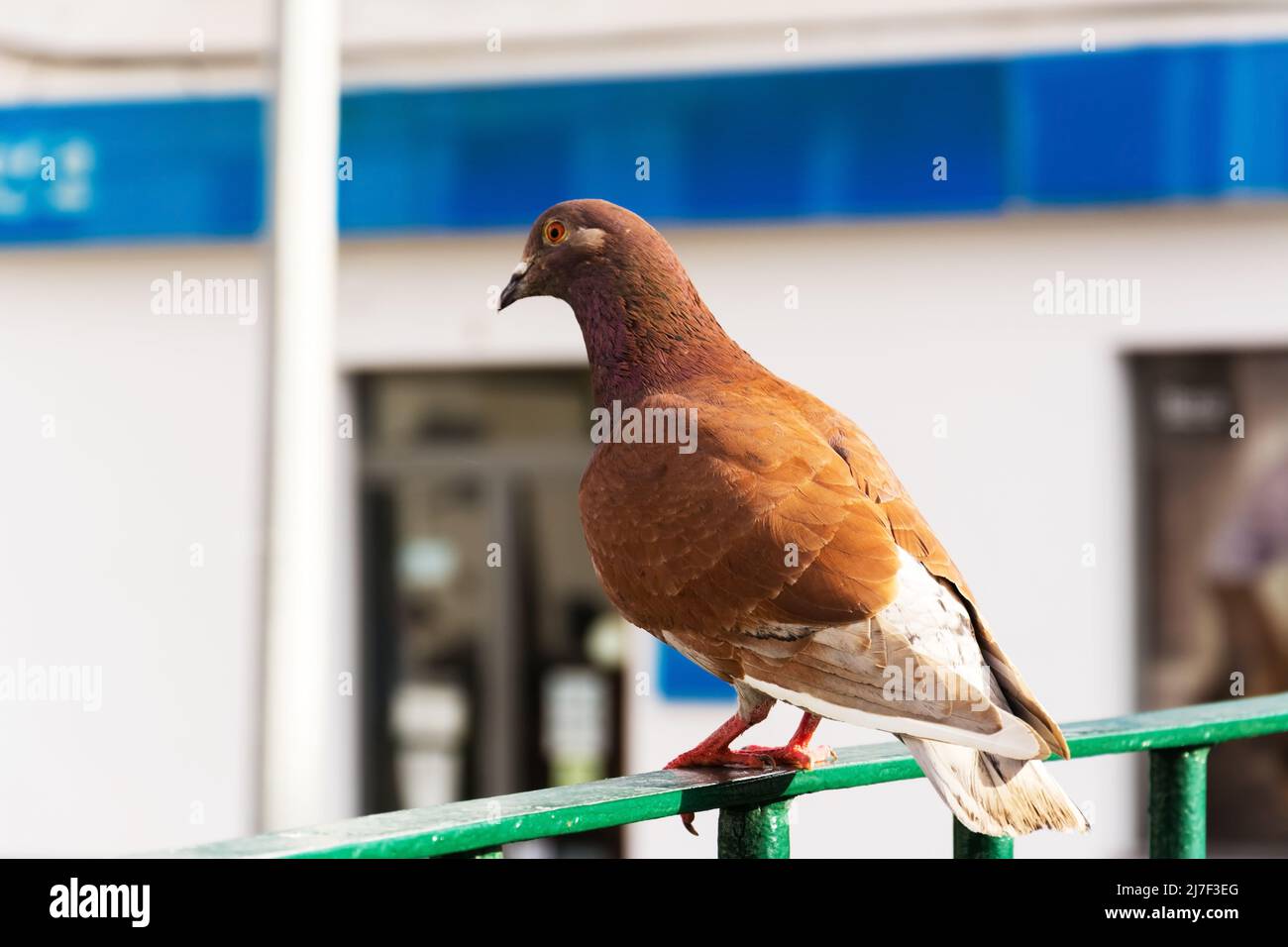 Pigeon sulla ringhiera delle scale. Colomba rossa. Foto Stock