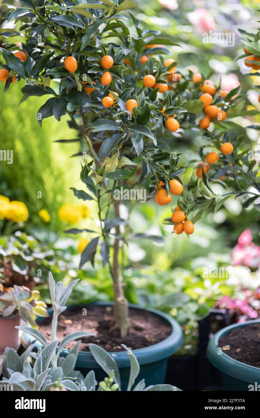 Alberi di kumquat di agrumi con frutta in vaso e fiori in vendita in negozio giardino. Negozio di fiori all'aperto. Foto Stock