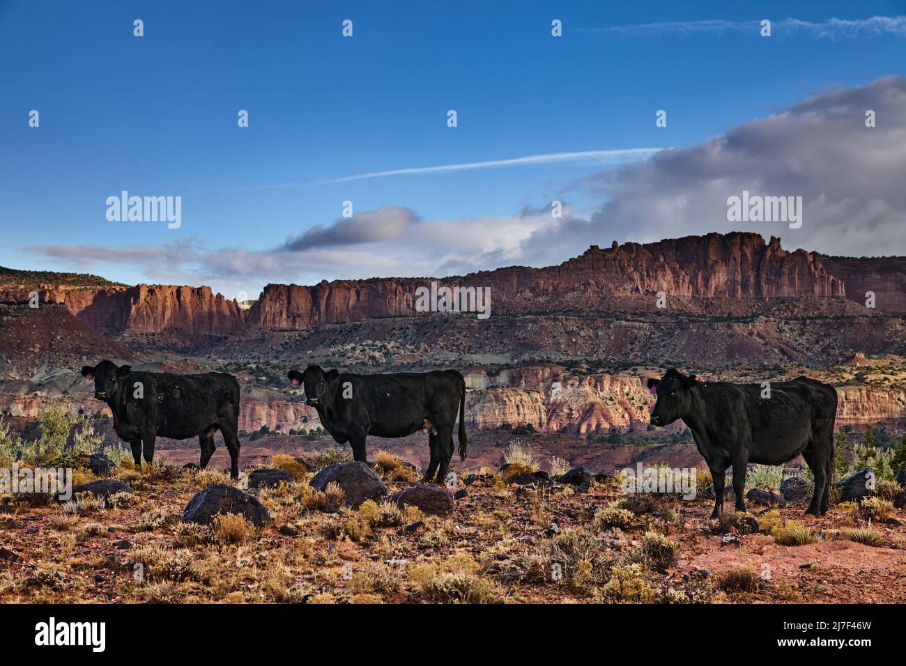 Pascolando le mucche di gamma libere nel pascolo del deserto, Utah, Stati Uniti Foto Stock