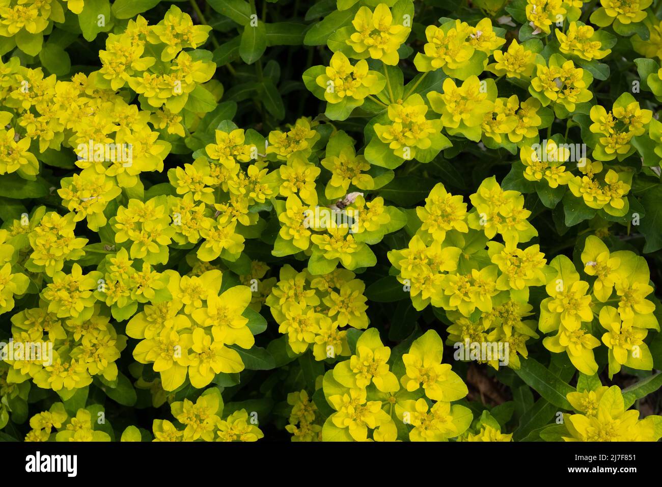 Cuscinetto spurge (Euphorbia epithymoides) Orto botanico KARLSRUHE, Baden Wuerttemberg, Germania Foto Stock