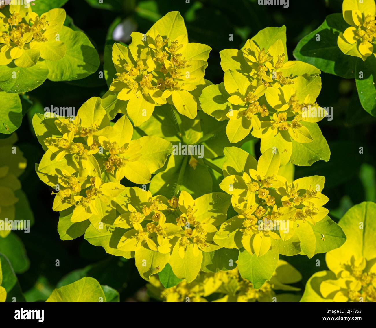 Cuscinetto spurge (Euphorbia epithymoides) Orto botanico KARLSRUHE, Baden Wuerttemberg, Germania Foto Stock