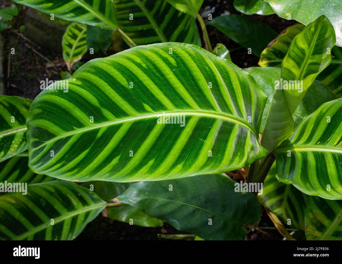 Zebra Plant, Calathea zebrina, Vista frontale di una foglia verde chiaro con marcature scure regolari su ciascun lato della costola centrale. Baden Baden, Baden Wuerttemberg, GE Foto Stock