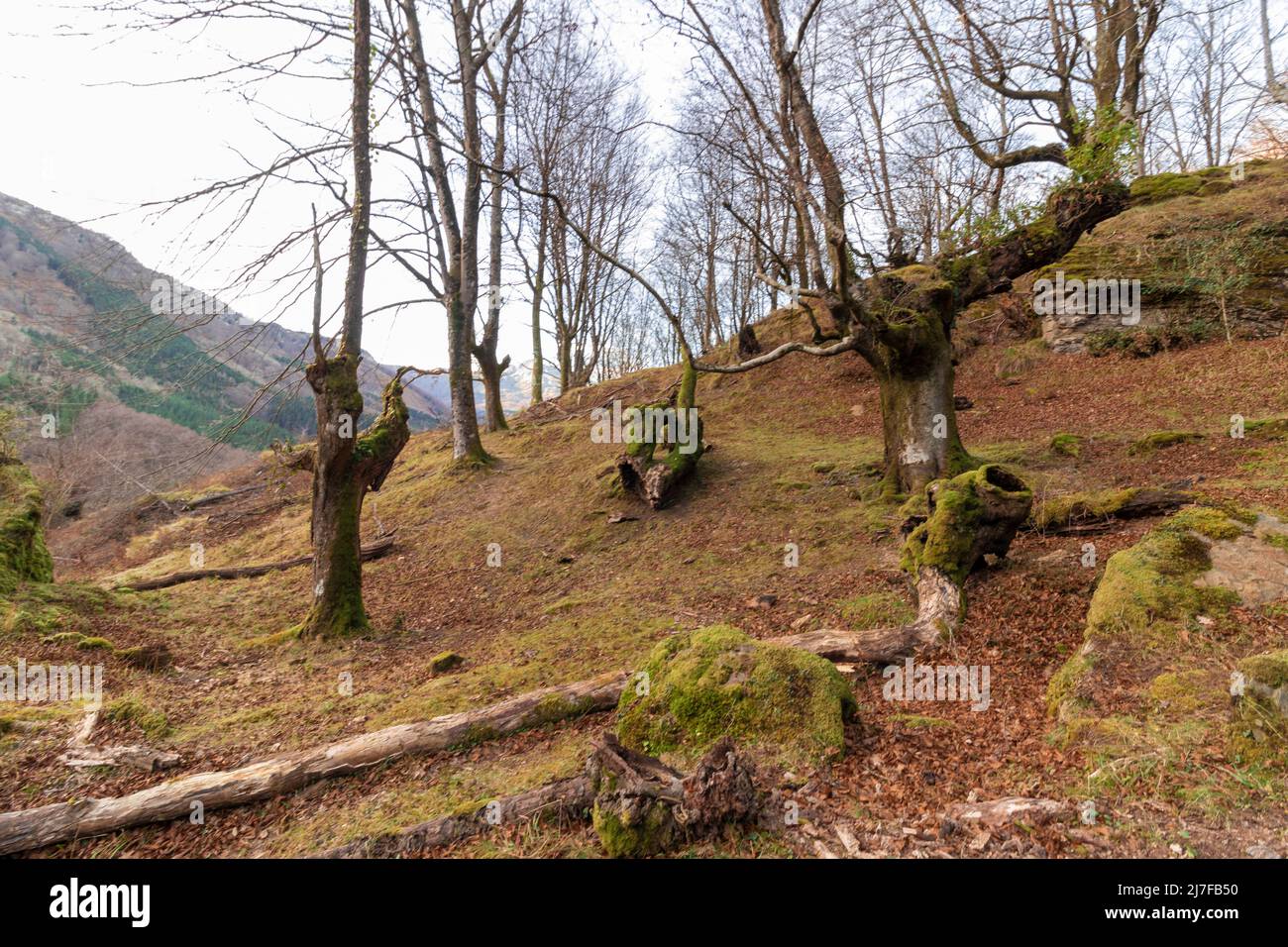 faggi nel gorbea senza foglie per l'inverno Foto Stock