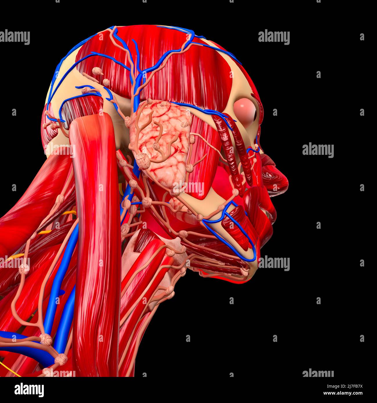 Collo e muscoli, ghiandole salivari, cibo deglutito, problemi digestivi. Anatomia del corpo umano. Disfagia. Trachea Foto Stock