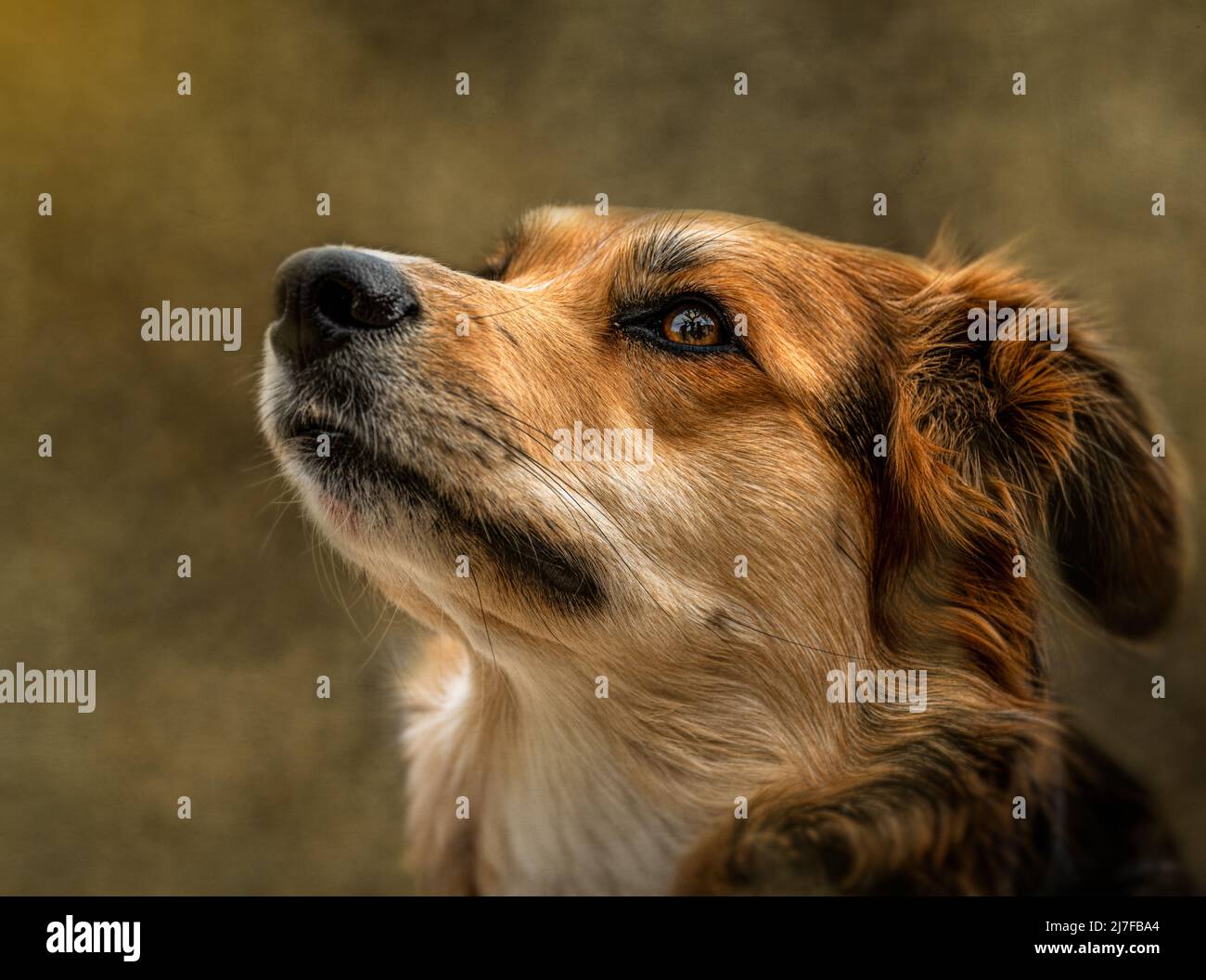 bel ritratto di un collie di bordo , spaniel cross dog con texture background . Foto Stock