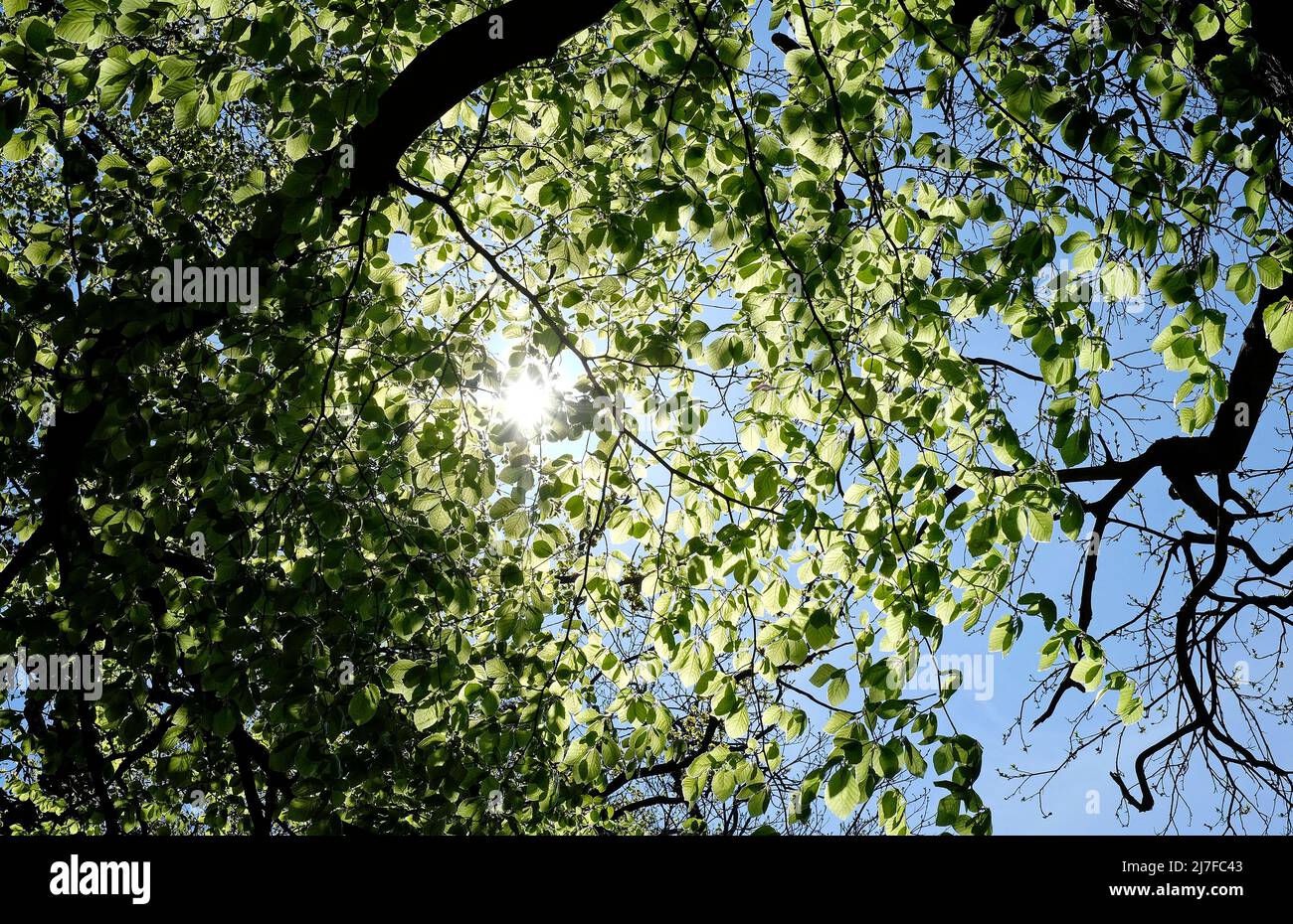 sole attraverso foglie di faggio, norfolk, inghilterra Foto Stock