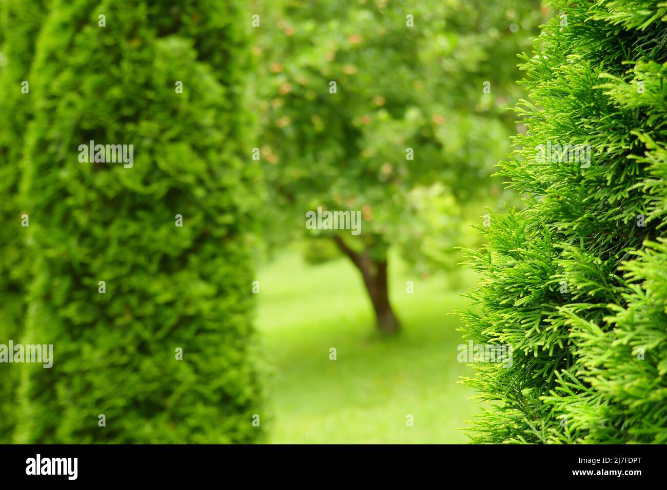 Cortile giardino sfocatura parco paesaggio design. Decorativo verde sfondo sfocatura paesaggio giardino design cortile verde giardino sfondo parco design Foto Stock