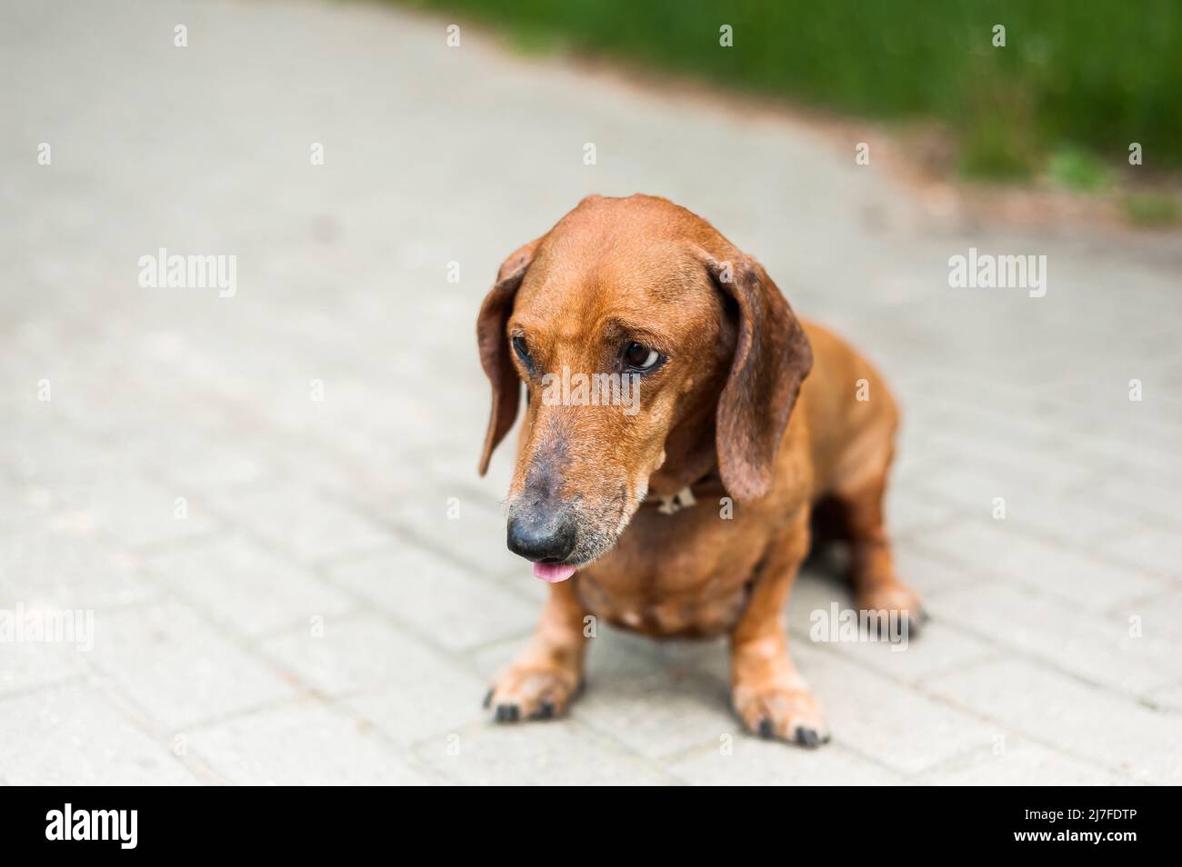 Un giovane cane energico sta correndo intorno per una passeggiata. Esecuzione di comandi in forma di gioco. Relazione armoniosa con il cane: Educazione e formazione Foto Stock