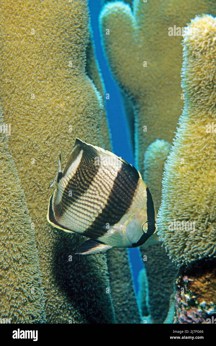 Pesce farfalla (Chaetodon striatus), in una barriera corallina, Cuba, Mar dei Caraibi, Caraibi Foto Stock