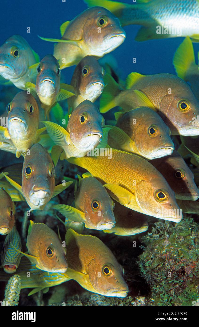 Schoolmaster snappers (Lutjanus apodus), scuola, predatori che cacciano principalmente pesci e granchi, Cuba, Mar dei Caraibi, Caraibi Foto Stock