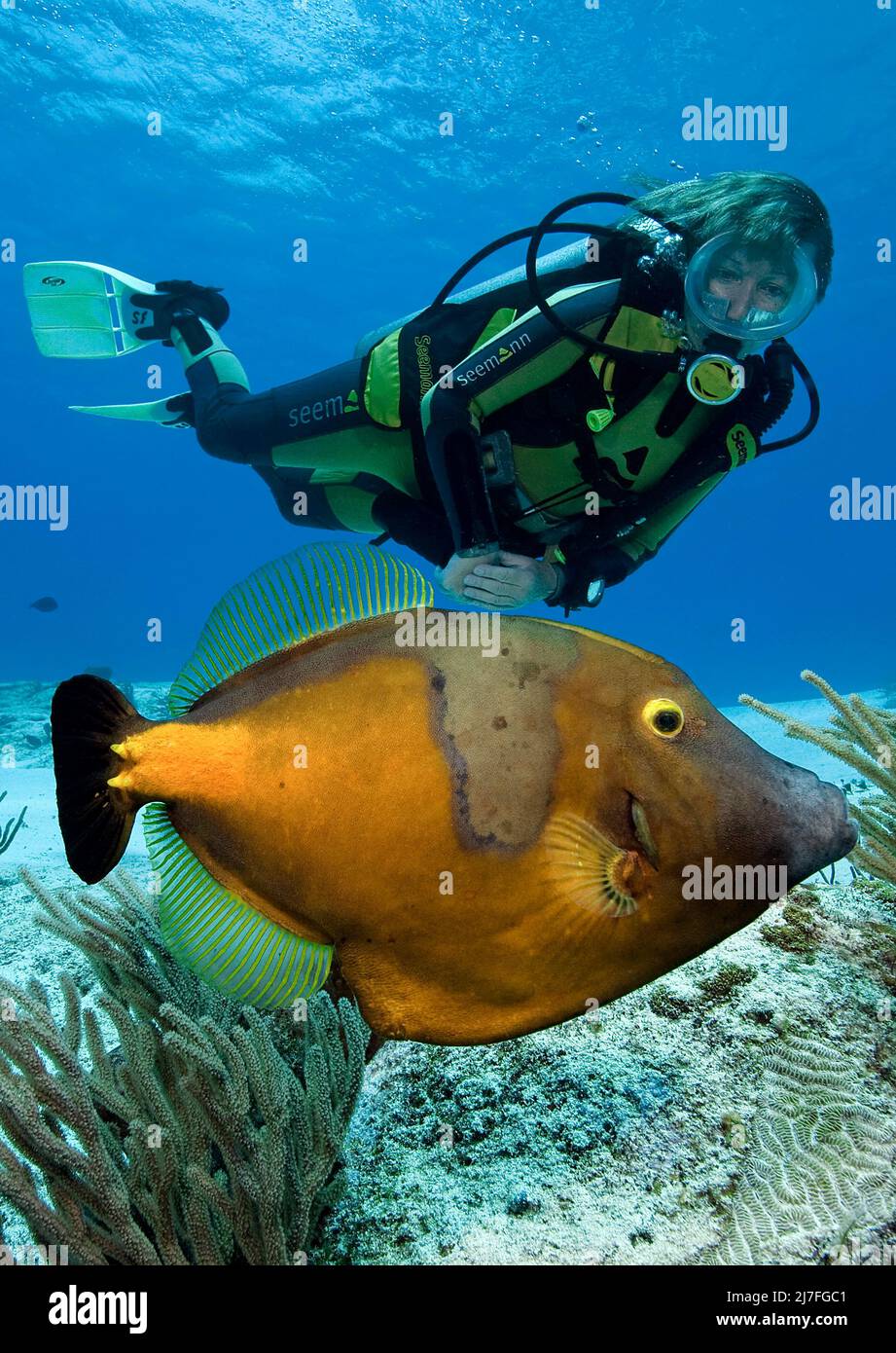 Subacqueo e un americano filefish bianco-macrocerus (Cantherhines), in una barriera corallina caraibica, Cozumel, Messico, Caraibi, Caraibi Foto Stock