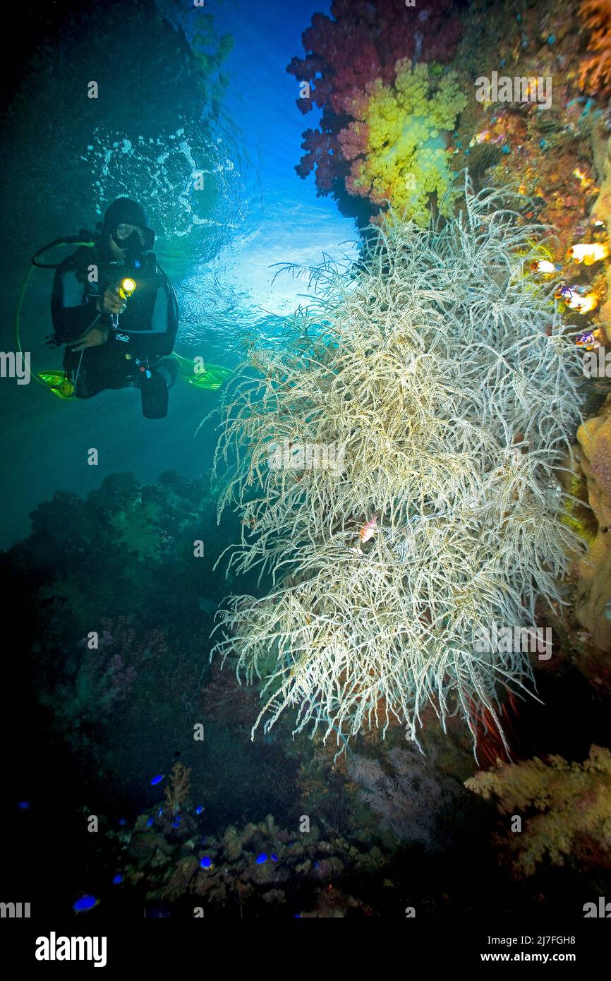 Corallo nero o corallo nero a poro diviso (Antipathes dichotoma), in una barriera corallina, Sulawesi, Indonesia, Oceano Indo-Pacifico, Asia Foto Stock