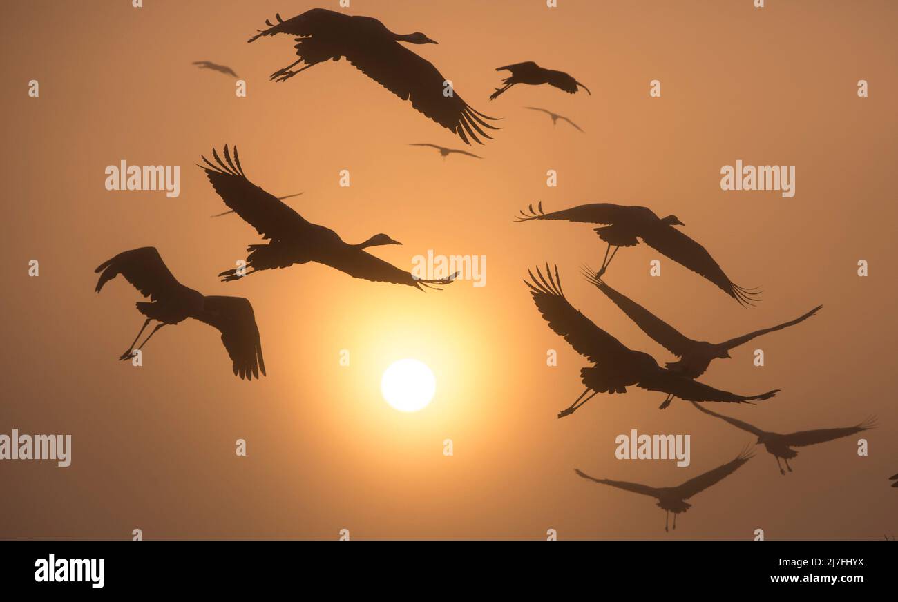 La gru comune (Grus grus), conosciuta anche come la gru eurasiatica che si silhouette al tramonto. Fotografato a Hula Valley, Israele, nel mese di febbraio Foto Stock