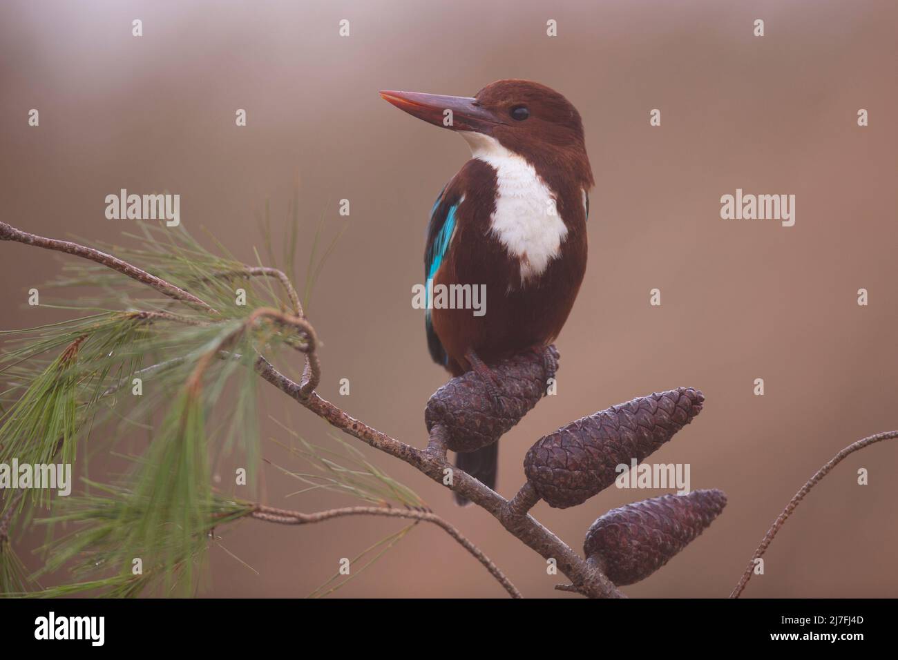 Il Martin pescatore dalla tonalità bianca (Halcyon smyrnensis) conosciuto anche come il Martin pescatore dalla razza bianca è un Martin pescatore dell'albero, l'adulto ha una parte posteriore blu brillante, vince Foto Stock